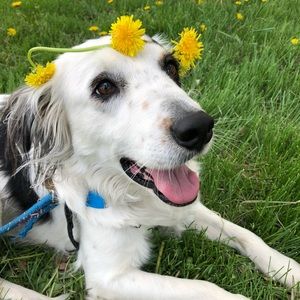 Meet your Posher, Casey